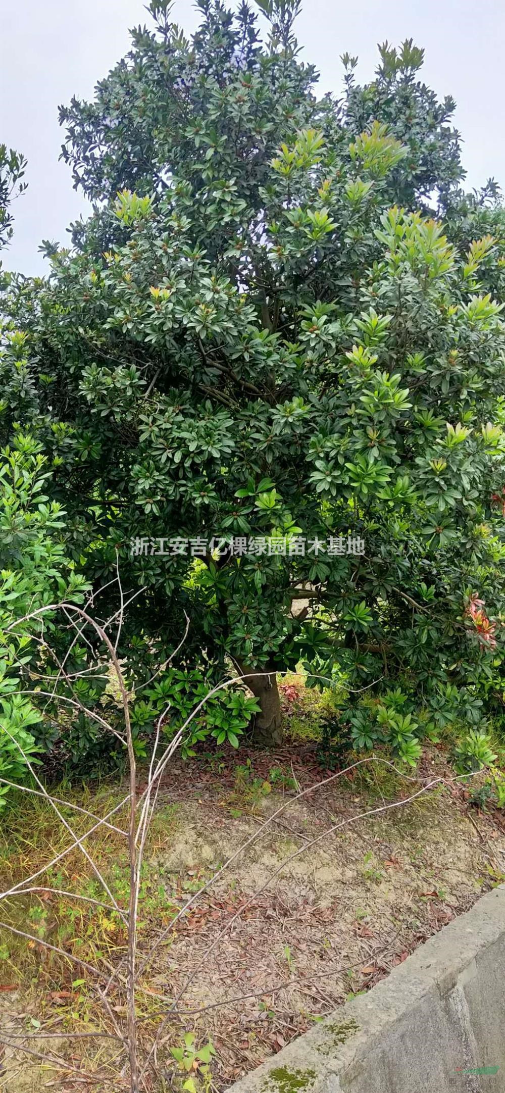 優(yōu)質(zhì)特價楊梅3一5米冠產(chǎn)地直銷