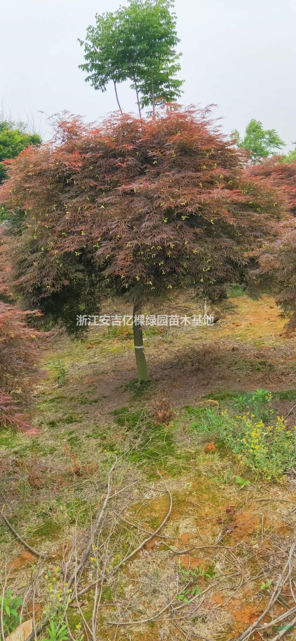 浙江羽毛楓介紹/特征/用途