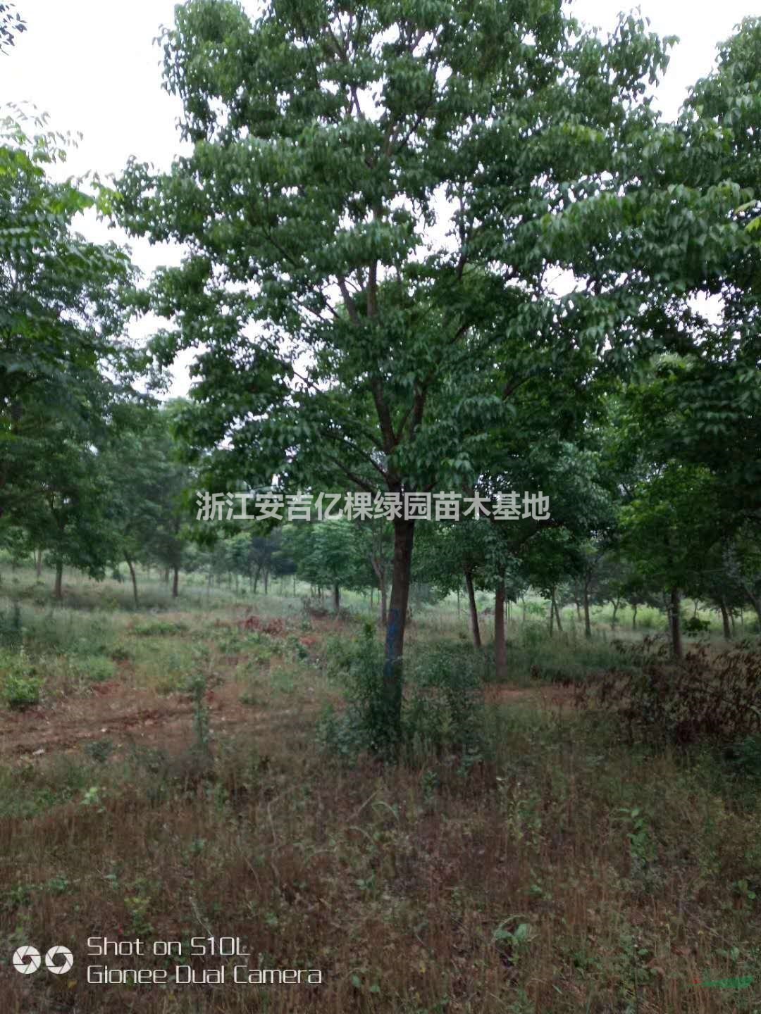 浙江供應(yīng)重陽木  規(guī)格齊全