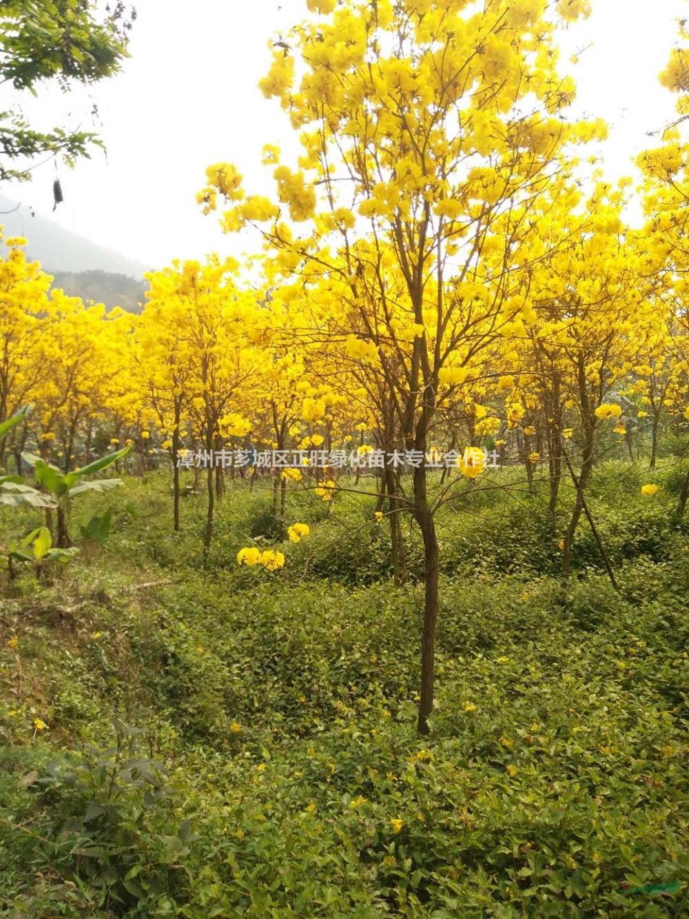 优质特价黄花风铃木 福建黄花风铃木 漳州黄花风铃木价格