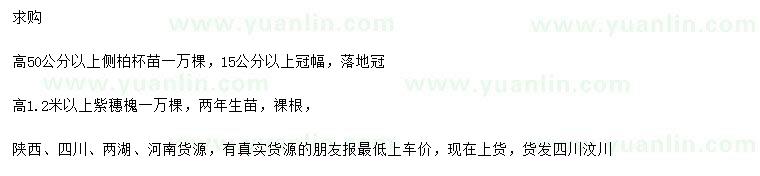 求購高50公分以上側(cè)柏、高1.2米以上紫穗槐