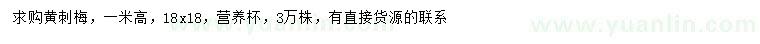 求購高1米黃刺梅