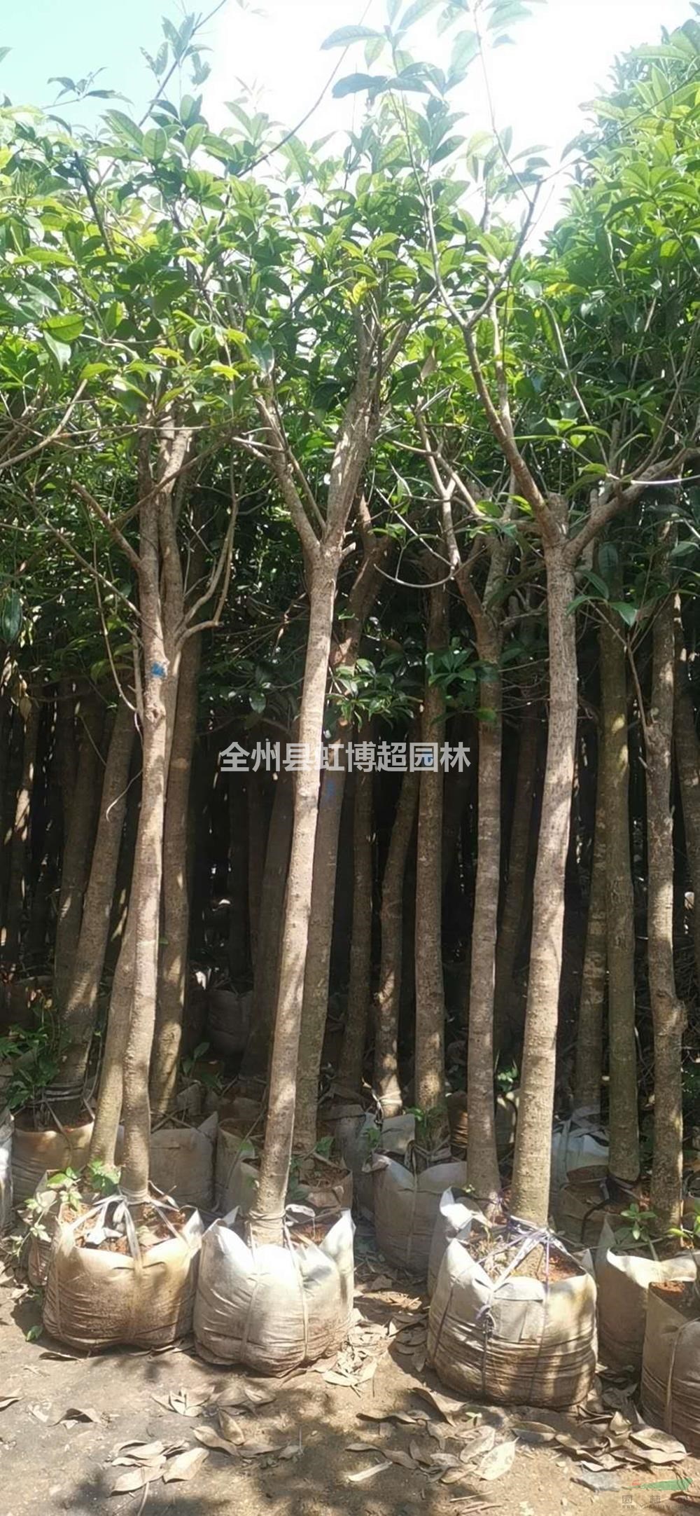 廣西桂林五六公分的袋苗，裁枝桂花，占地苗大量有貨！歡迎來電