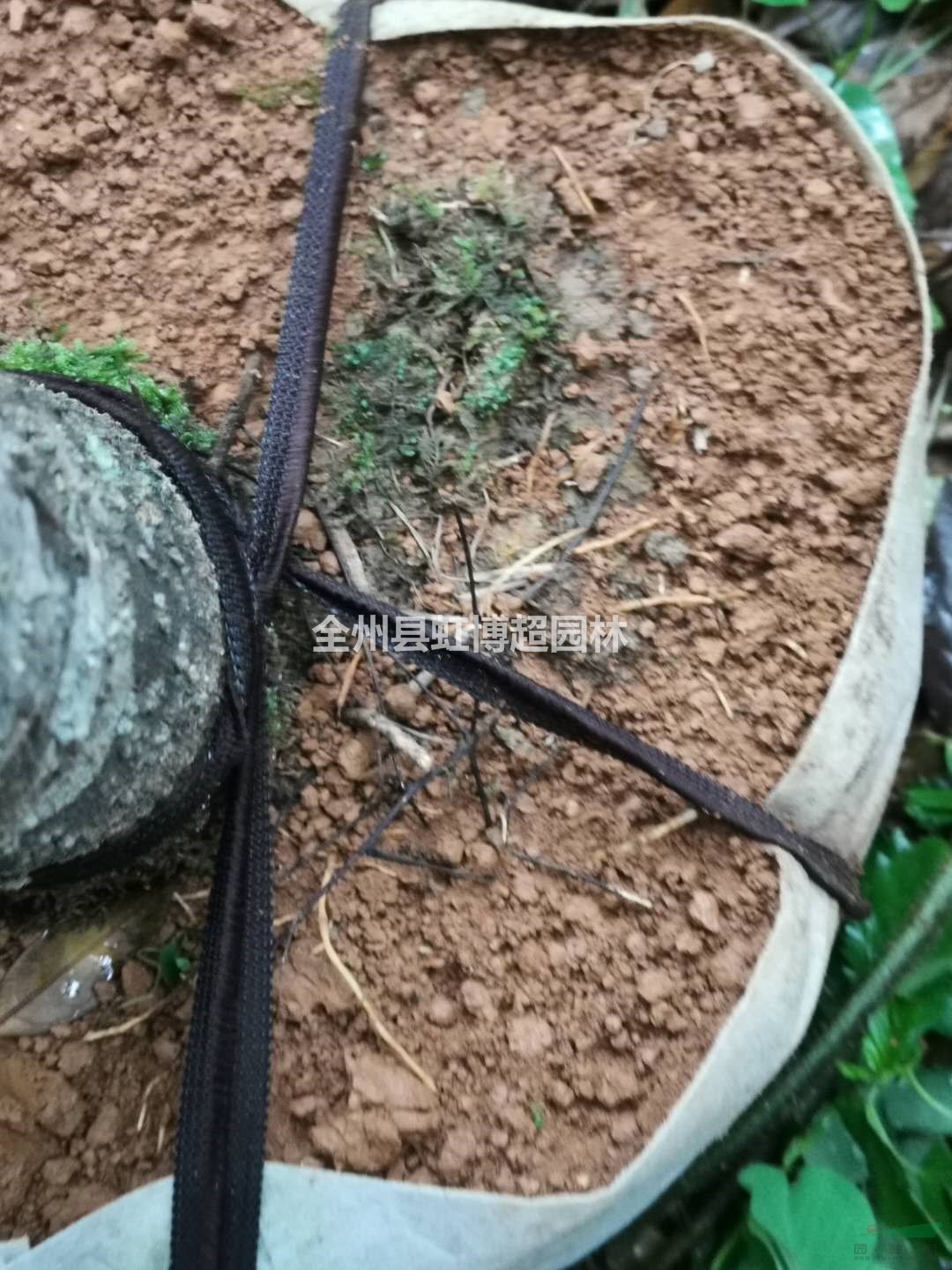 廣西桂林五六公分的袋苗，裁枝桂花，占地苗大量有貨！歡迎來電