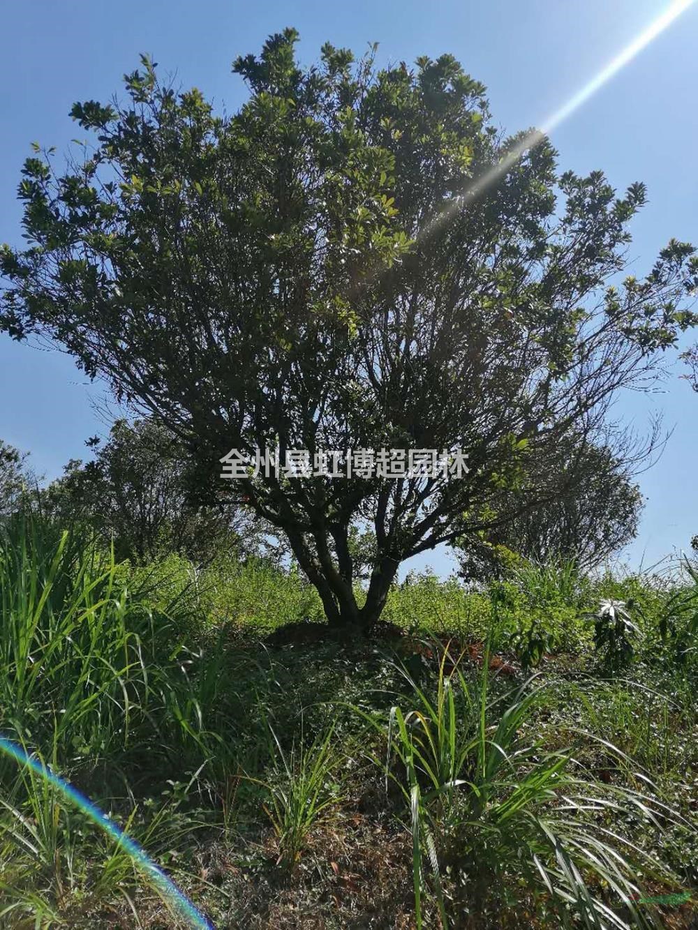 廣西叢生低分枝楊梅樹介紹/特征/用途