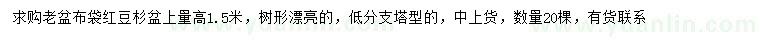 求購(gòu)高1.5米紅豆杉