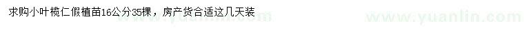 求購(gòu)16公分小葉欖仁