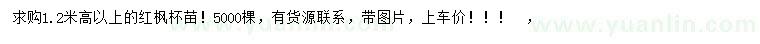 求購高1.2米以上紅楓