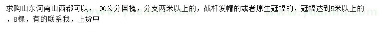 求購90公分國槐