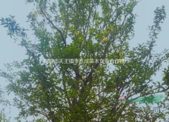 江苏香泡树介绍 香泡树特征 香泡树用途