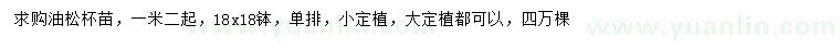 求購1.2米以上油松