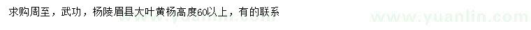 求購高60公分以上大葉黃楊