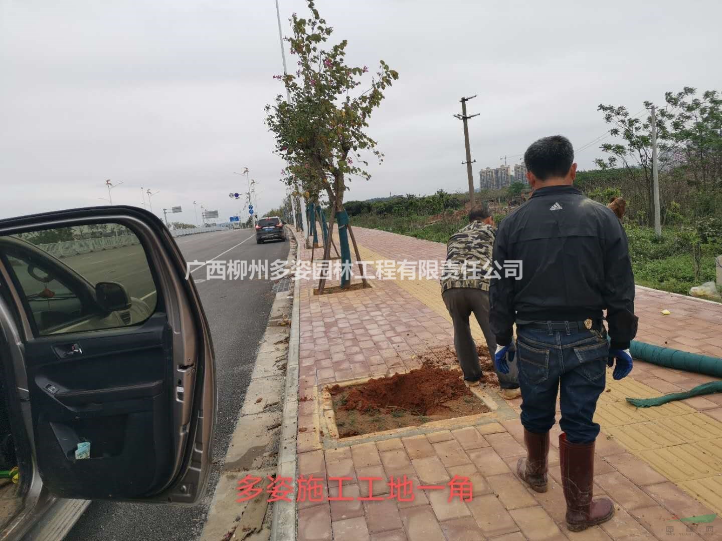 大小規(guī)格多花風(fēng)鈴木 廣西多花風(fēng)鈴木 多姿施工一角基地