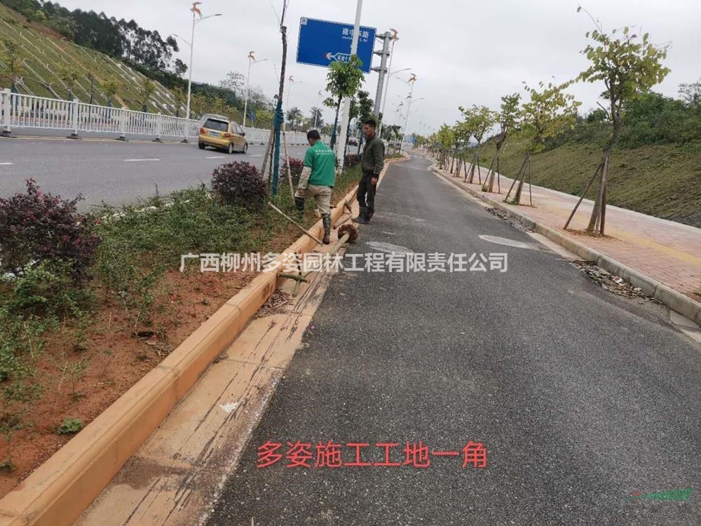大小規(guī)格多花風(fēng)鈴木 廣西多花風(fēng)鈴木 多姿施工一角基地