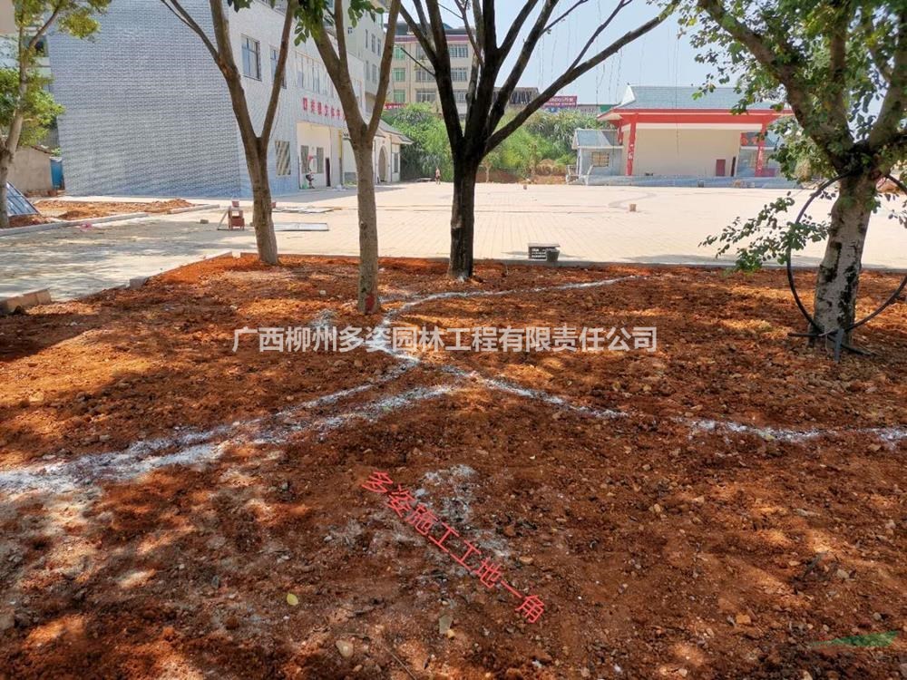 廣西黃素梅杯苗 廣西多姿園林施工哪里好/哪家便宜