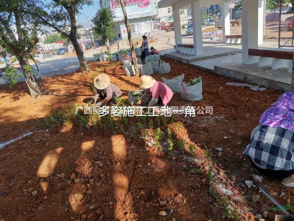廣西黃素梅杯苗 廣西多姿園林施工哪里好/哪家便宜