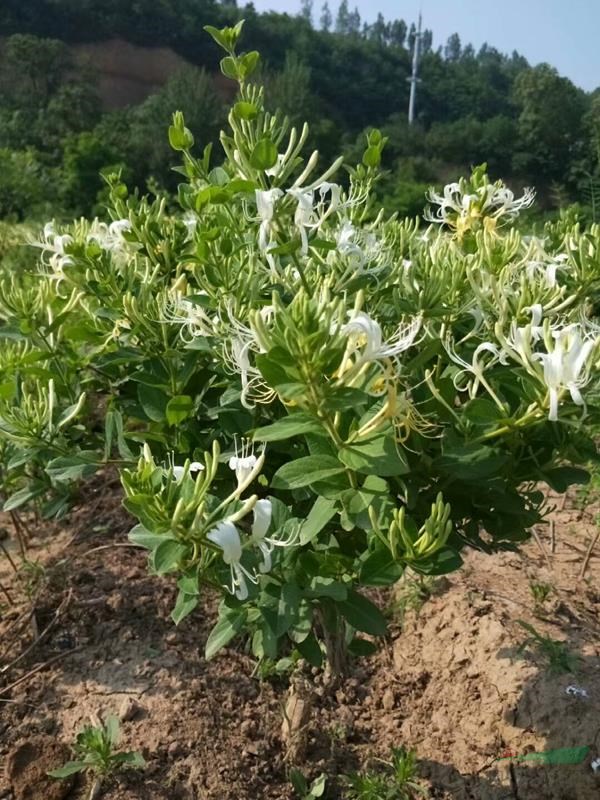 金银花新品种金花3号