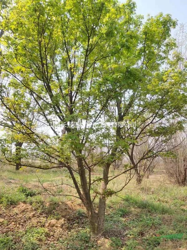 哪里有元寶楓？元寶楓基地在哪里，山西地區(qū)元寶楓產(chǎn)地