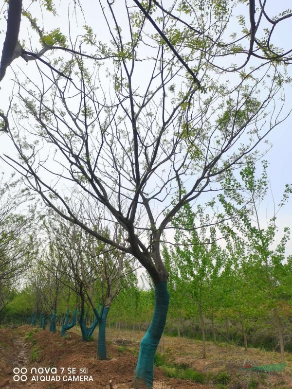 樸樹(shù) 大小規(guī)格滁州叢生樸樹(shù) 單桿樸樹(shù) 雙桿樸樹(shù) 精品樸樹(shù)基地