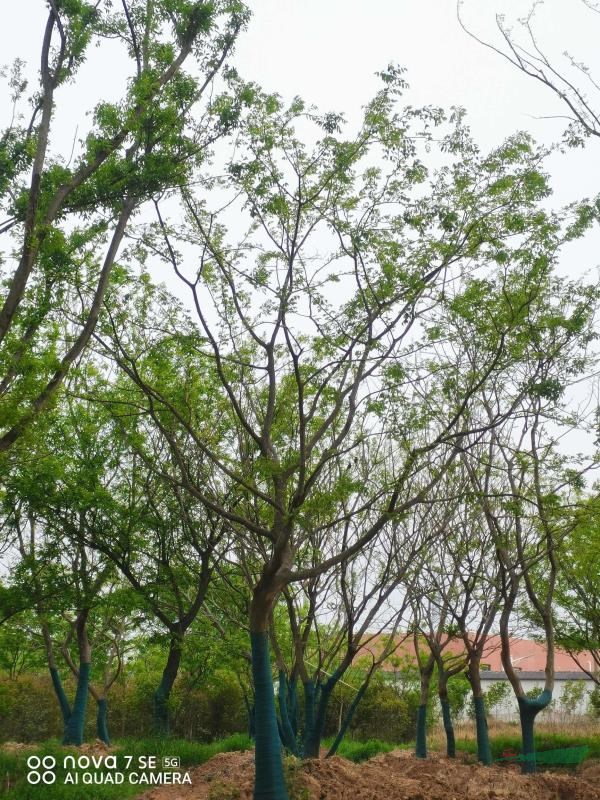 樸樹(shù) 大小規(guī)格滁州叢生樸樹(shù) 單桿樸樹(shù) 雙桿樸樹(shù) 精品樸樹(shù)基地