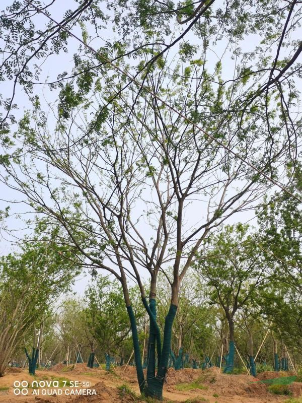 優(yōu)質(zhì)特價安徽叢生樸樹農(nóng)戶產(chǎn)地直銷