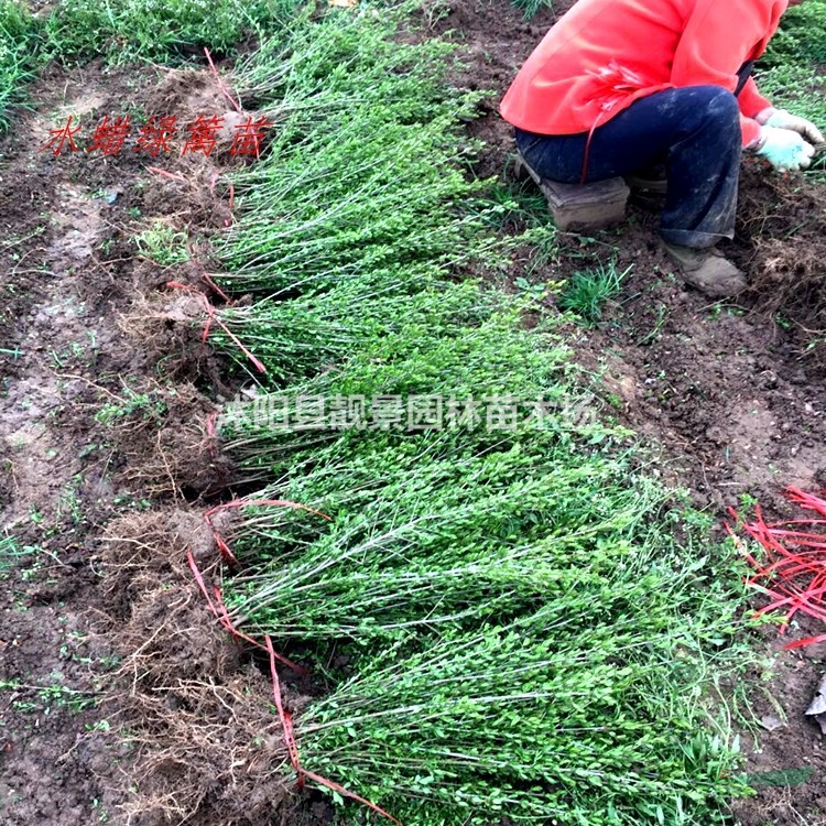 水腊工程苗批发 水腊落叶灌木 自己苗圃 欢迎实地参观