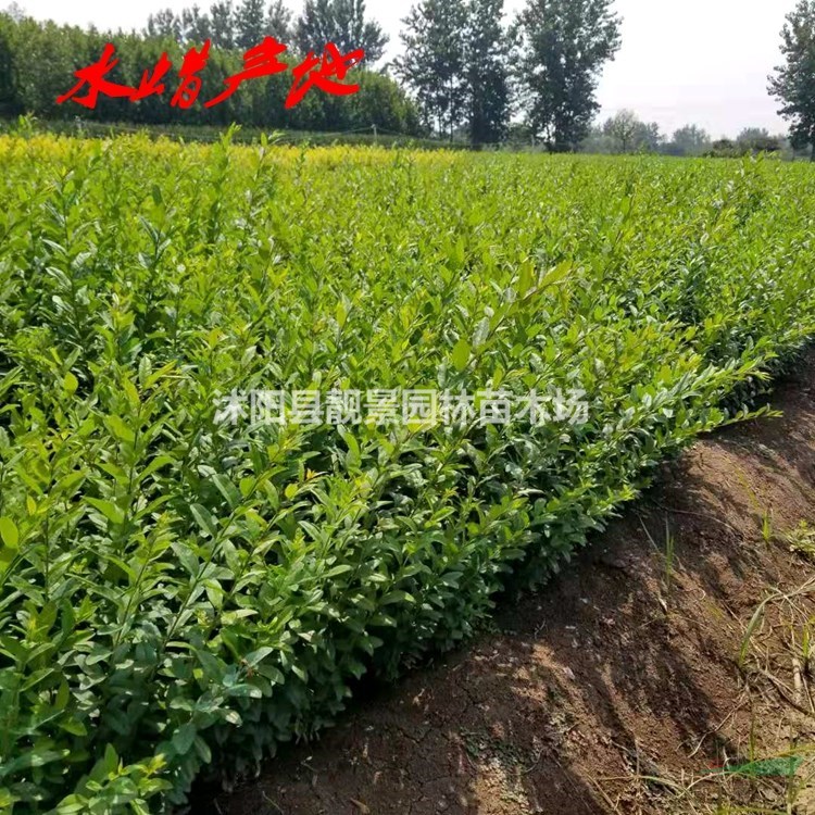 水腊工程苗批发 水腊落叶灌木 自己苗圃 欢迎实地参观