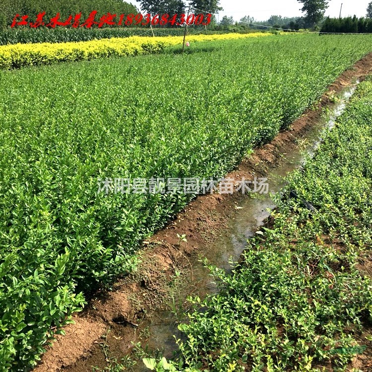 水腊工程苗批发 水腊落叶灌木 自己苗圃 欢迎实地参观