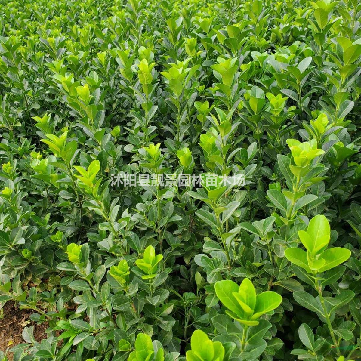 胶东卫矛批发 胶东卫矛常绿灌木 自己苗圃 欢迎实地参观