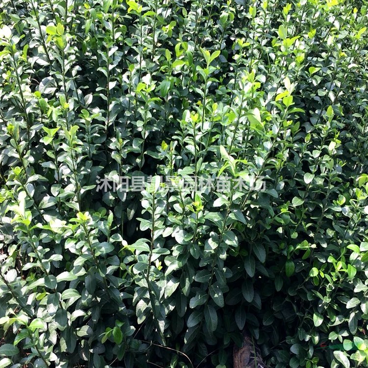 胶东卫矛批发 胶东卫矛常绿灌木 自己苗圃 欢迎实地参观