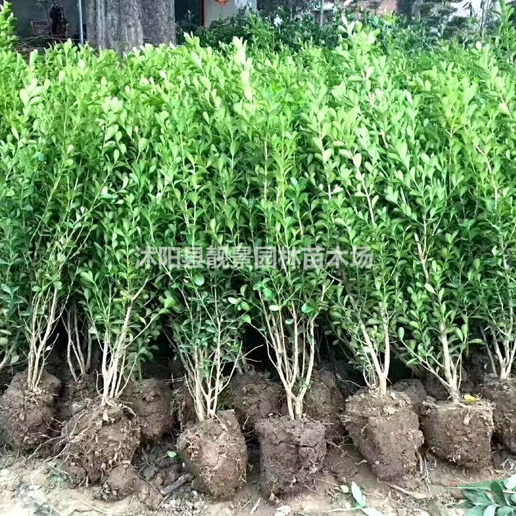 小叶黄杨供应 小叶黄杨常绿灌木 自己种植 欢迎实地看苗