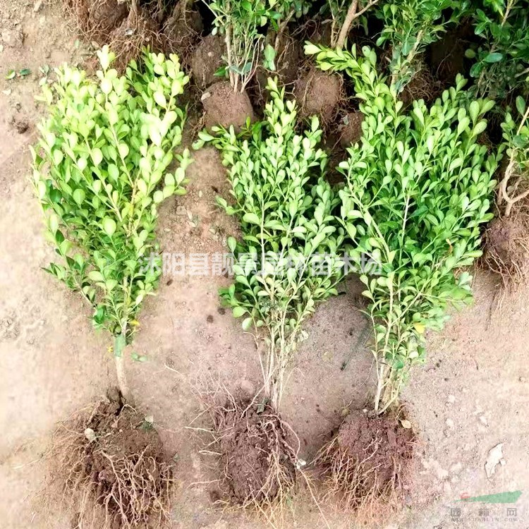 小叶黄杨供应 小叶黄杨常绿灌木 自己种植 欢迎实地看苗