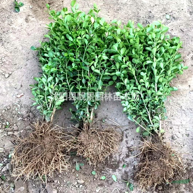 小叶黄杨供应 小叶黄杨常绿灌木 自己种植 欢迎实地看苗