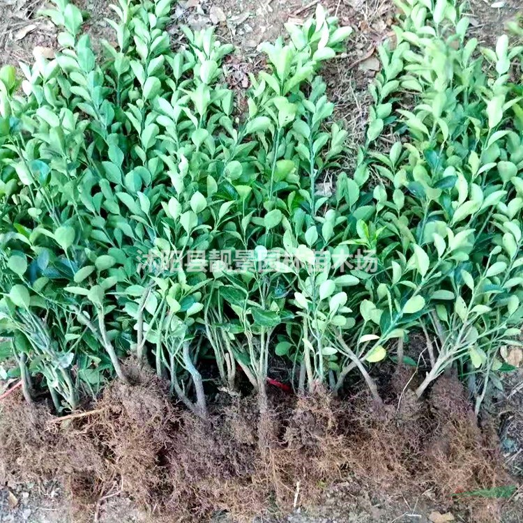 大叶黄杨供应 大叶黄杨常绿灌木 自己培育 欢迎实地看苗