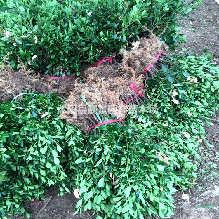 大叶黄杨供应 大叶黄杨常绿灌木 自己培育 欢迎实地看苗