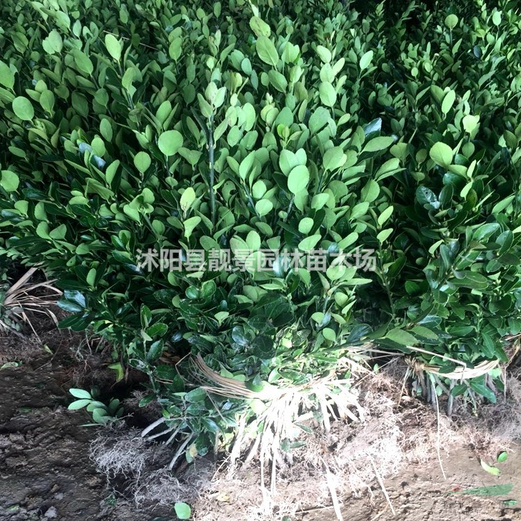 大叶黄杨供应 大叶黄杨常绿灌木 自己培育 欢迎实地看苗