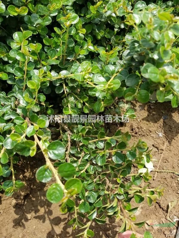 平枝栒子供应 铺地蜈蚣花灌木 自己苗圃 欢迎实地看苗