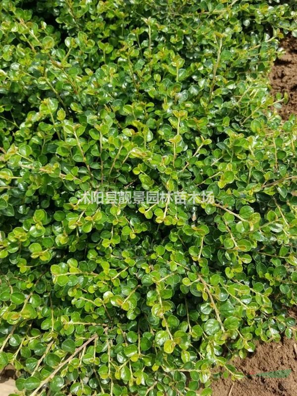 平枝栒子供应 铺地蜈蚣花灌木 自己苗圃 欢迎实地看苗