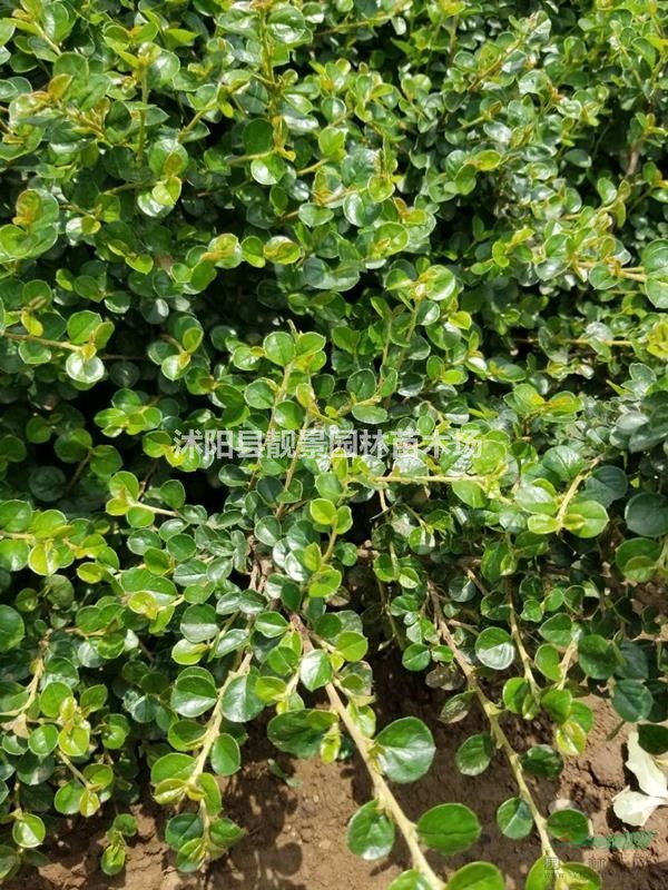 平枝栒子供应 铺地蜈蚣花灌木 自己苗圃 欢迎实地看苗