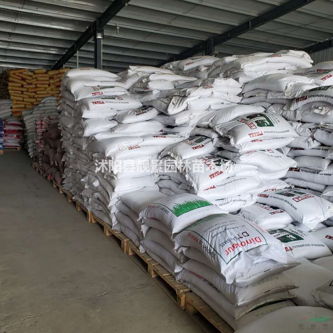 草坪种子批发 新采护坡草坪草籽 一手货源