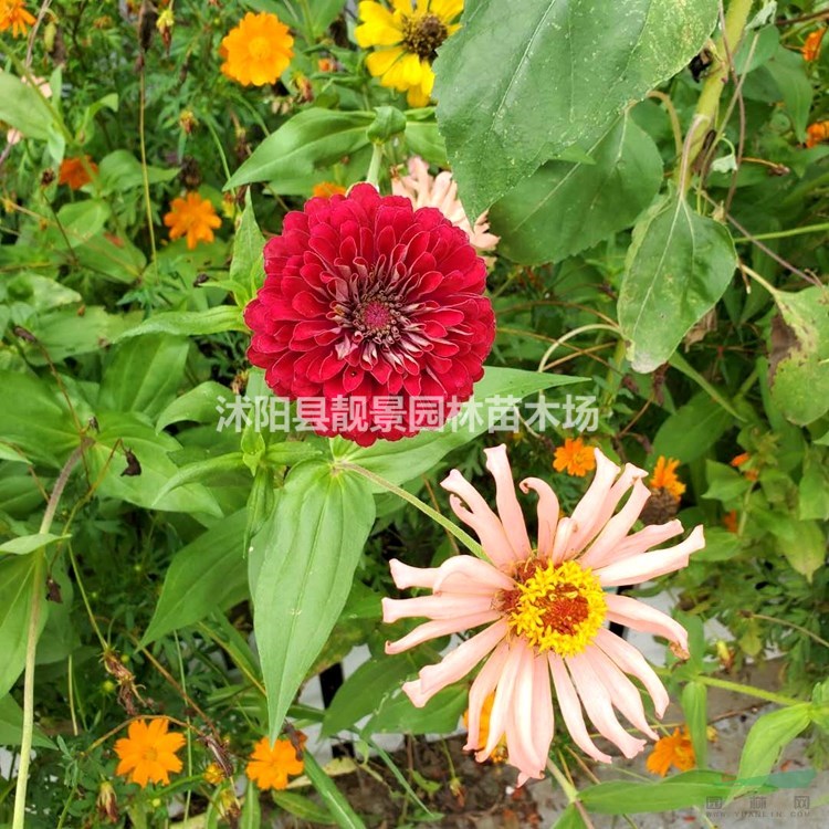 百日草草籽批发 百日草观赏草花 多花色 欢迎实地参观