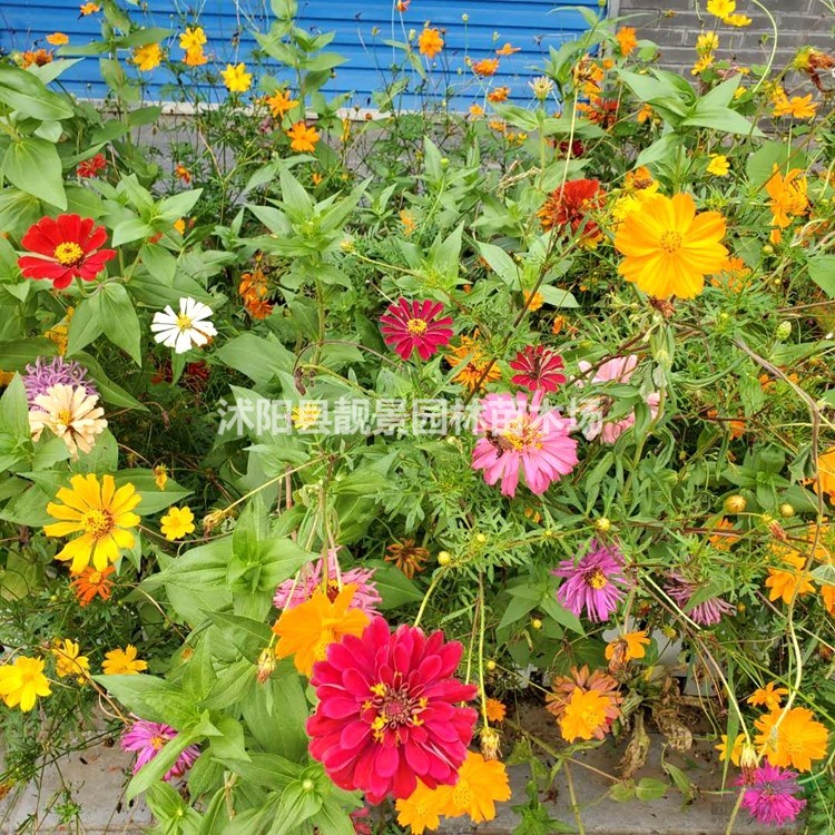 百日草草籽批发 百日草观赏草花 多花色 欢迎实地参观