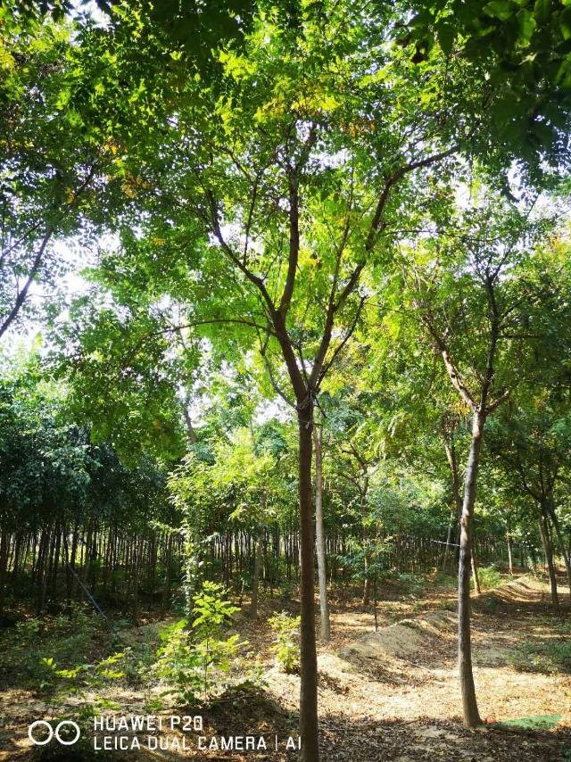 山東北欒價格便宜，大量批發(fā)精品北欒價格便宜