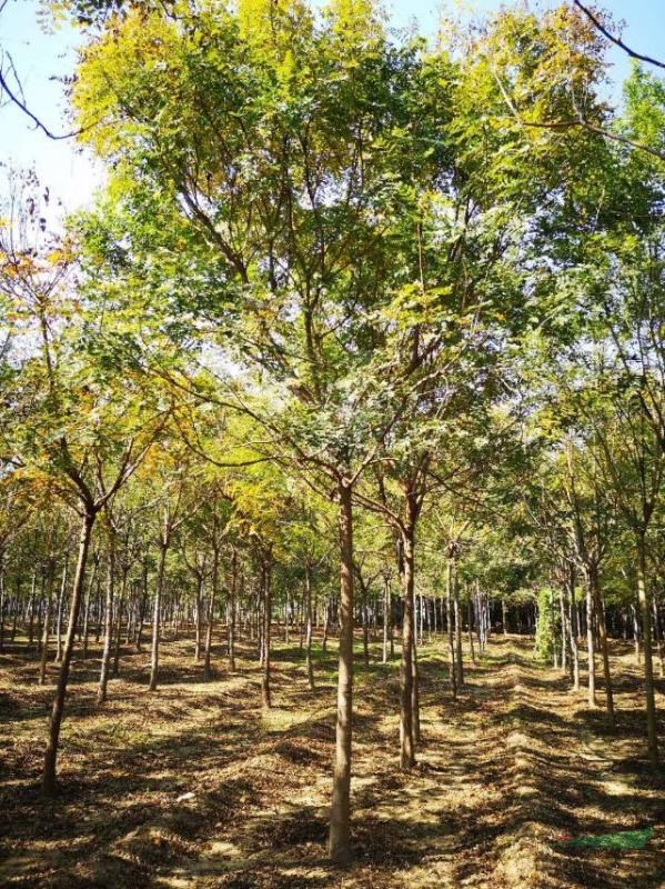 山東北欒價格便宜，大量批發(fā)精品北欒價格便宜