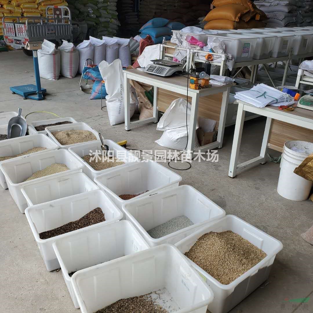 畜牧草籽批发 新采牧草种子 品种多 产地货源 欢迎实地参观