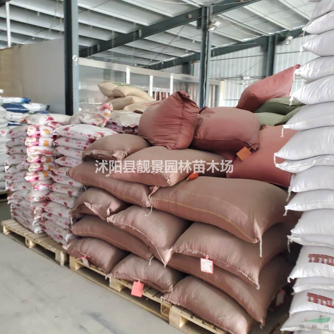 畜牧草籽批发 新采牧草种子 品种多 产地货源 欢迎实地参观