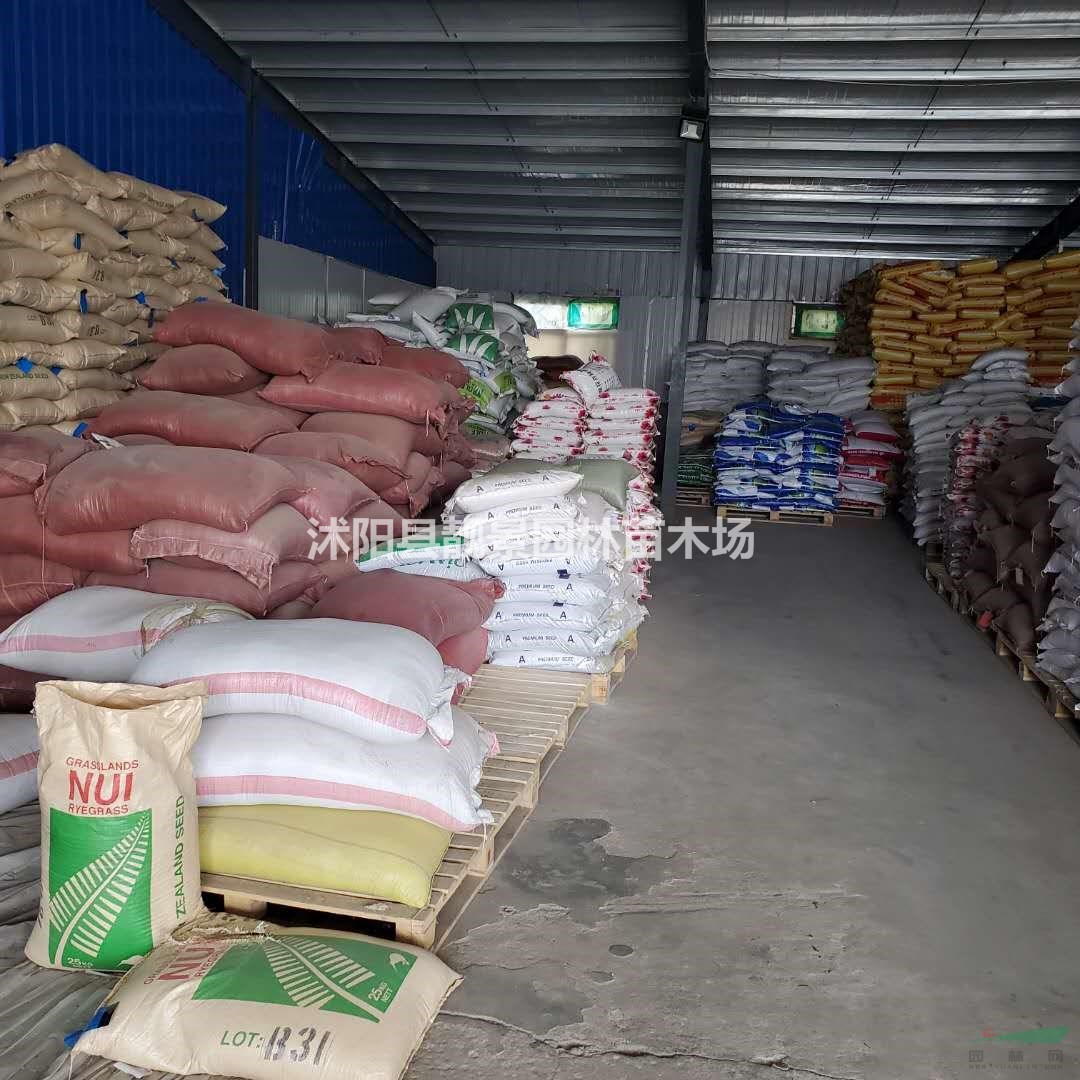 畜牧草籽批发 新采牧草种子 品种多 产地货源 欢迎实地参观