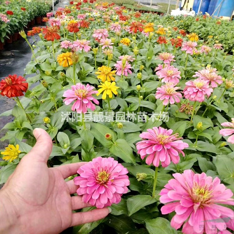 草花草籽供应 观赏野花种子 混色草花种子播种方法