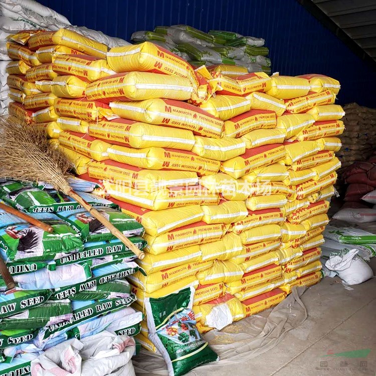 草花草籽供应 观赏野花种子 混色草花种子播种方法