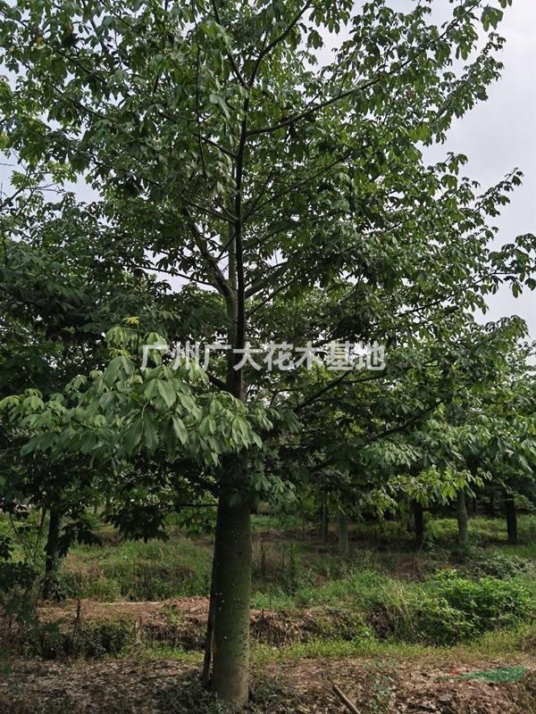 广东地区大量供应大腹木棉30-60公分直径